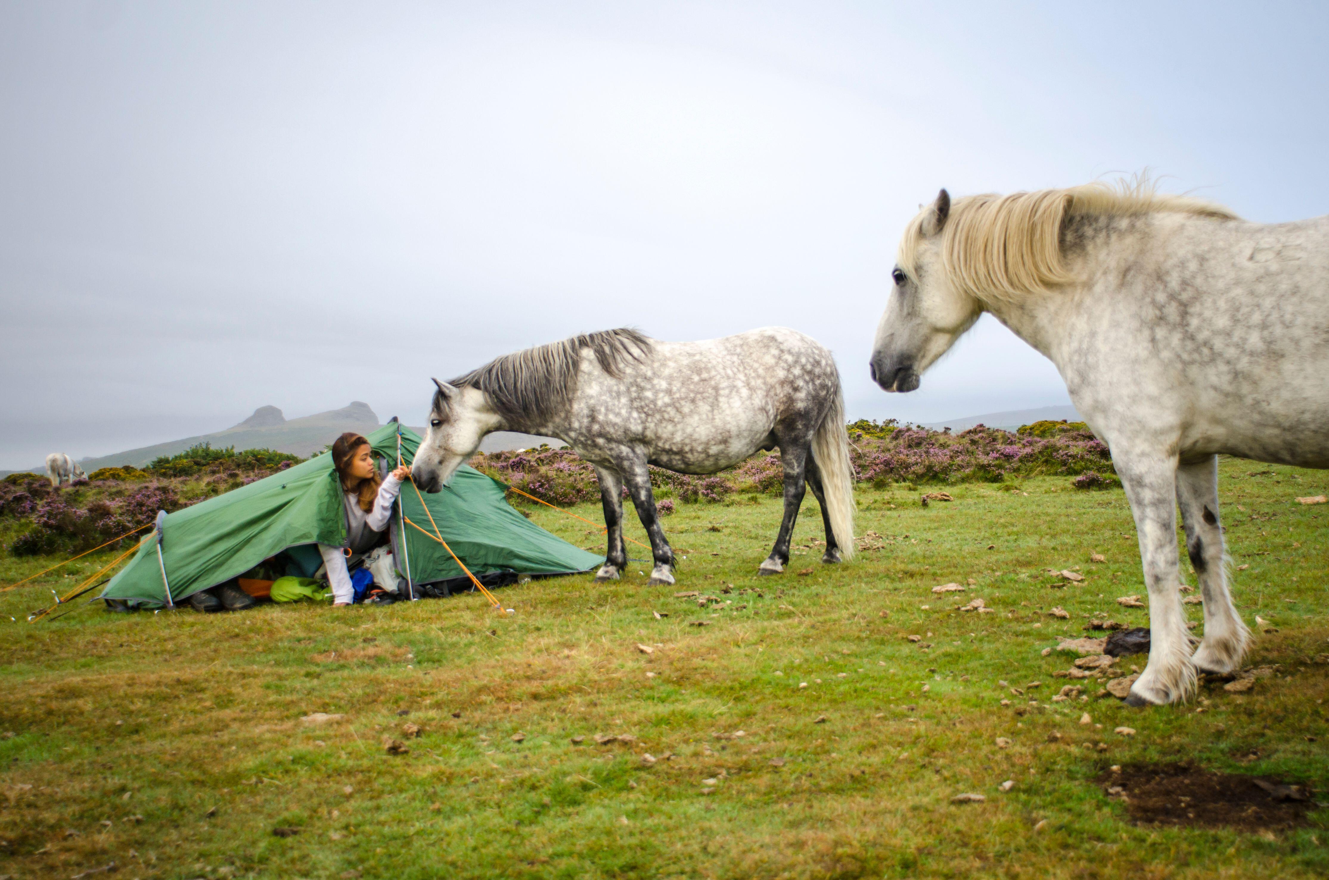 Wild camping on Dartmoor National Park, Devon, UK