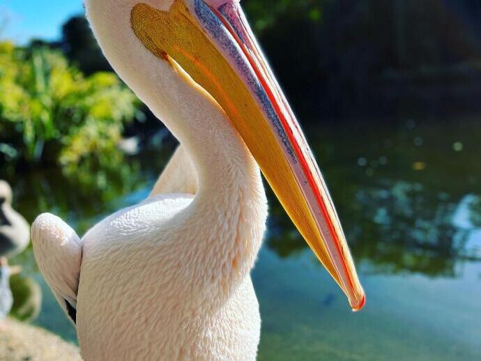Nahaufnahme eines Vogels im St James's Park
