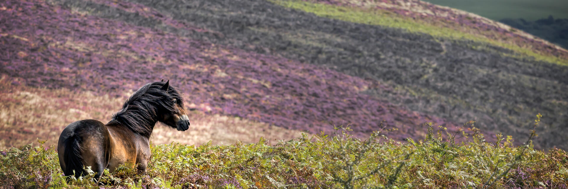 A wild pony standing in the heather on the side of a hill.