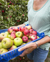 Una mujer recogiendo manzanas en un huerto.