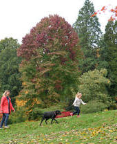 Una mujer y su hija pequeña paseando a su perro negro en el Arboreto de Batsford
