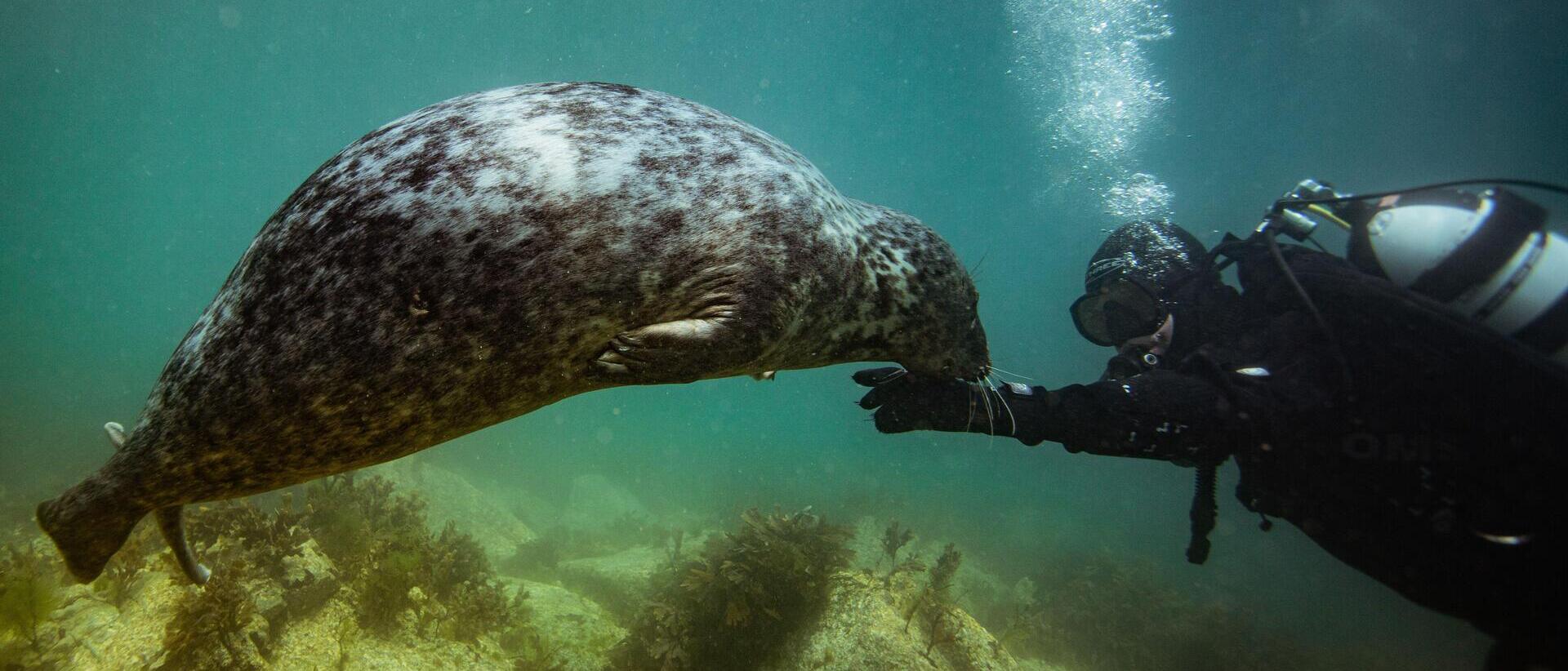 A common grey seal swims with scuba diver in the sea