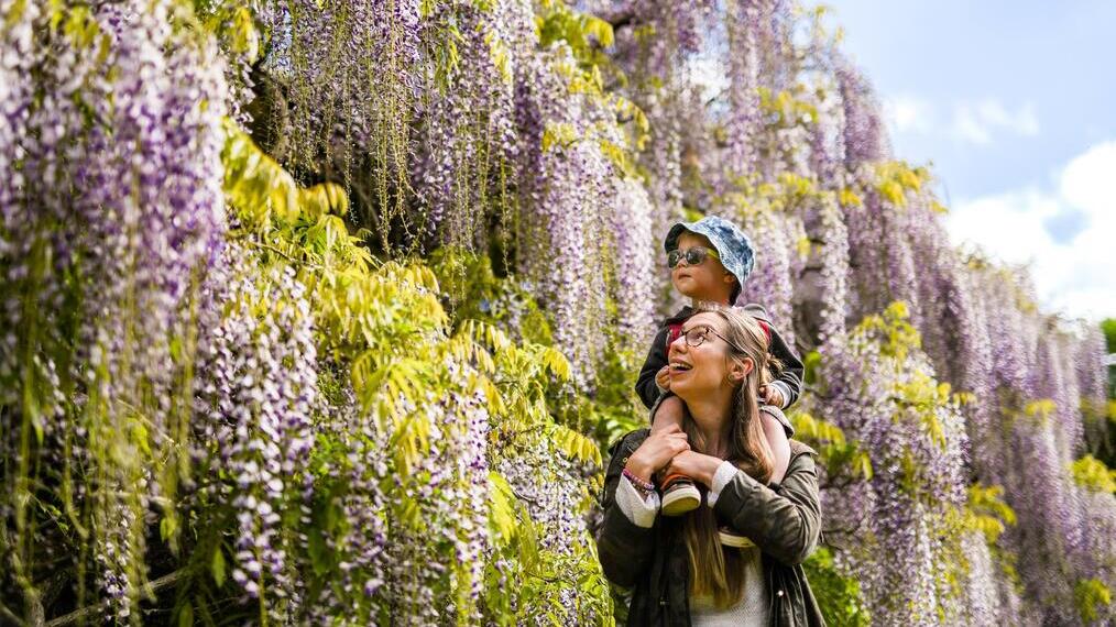 Woman and child looking at tree blossom