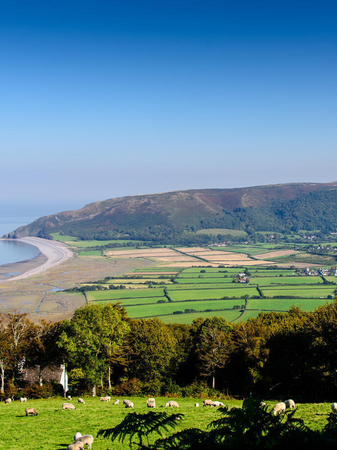 View of the coast with sheep grazing nearby
