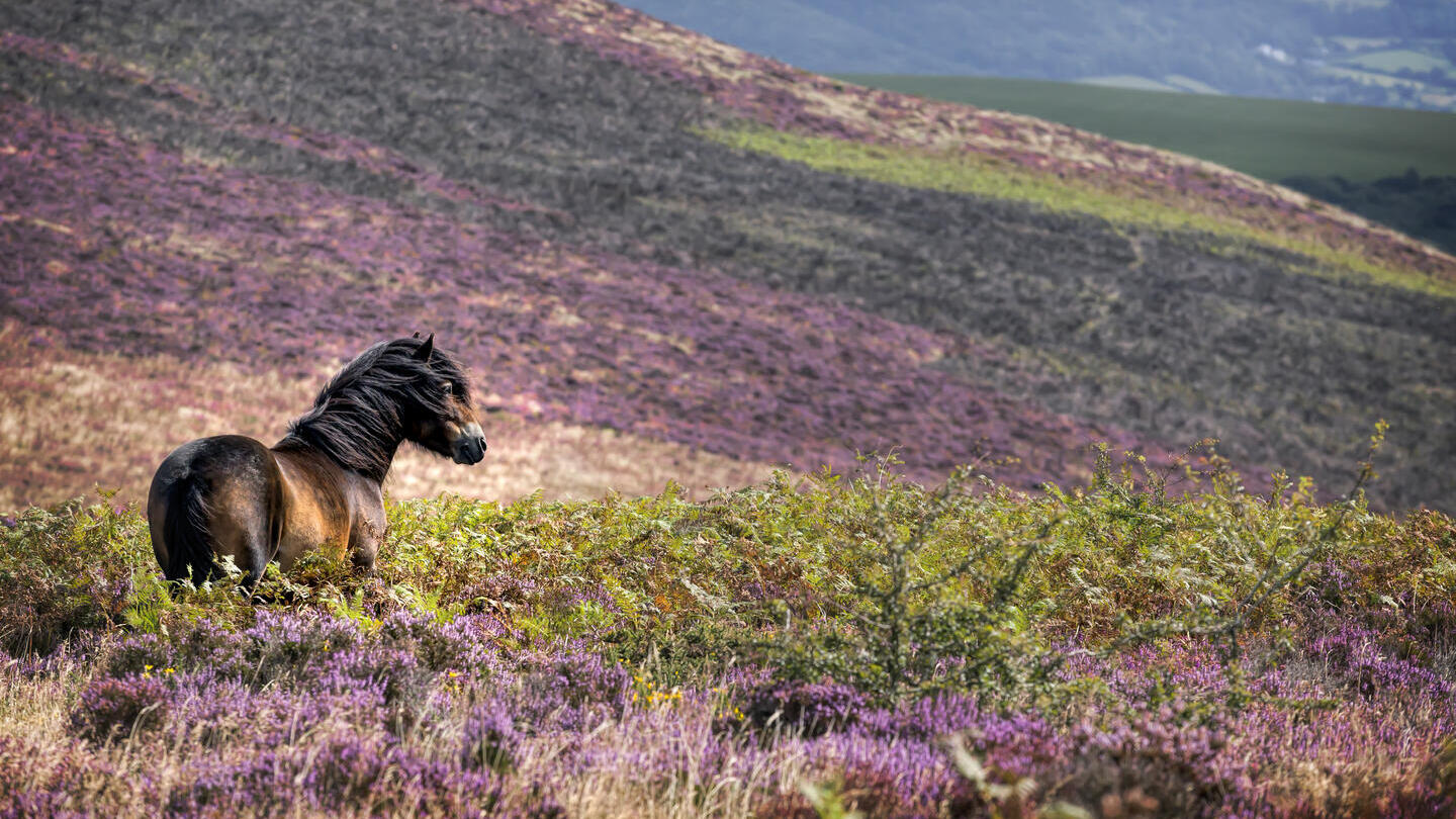 Un cheval errant dans la bruyère violette à la campagne.