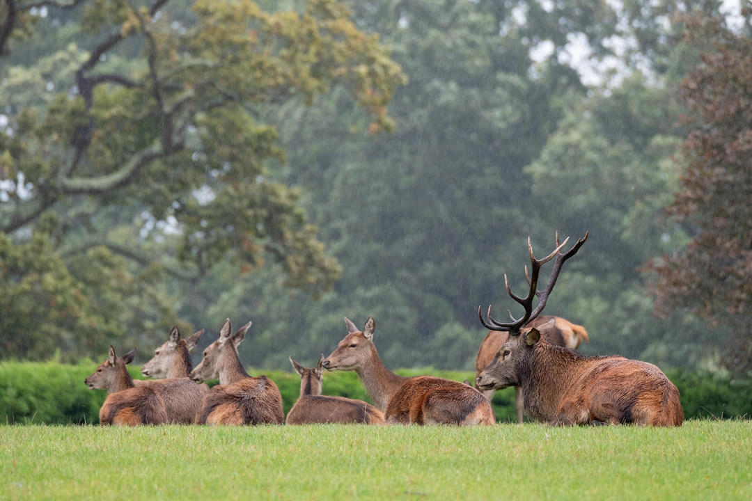 Close up view of male and female red deer sitting in countryside in Autumn during rainfall.