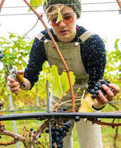 Una donna che raccoglie frutta dai vigneti della Chet Valley Vineyard