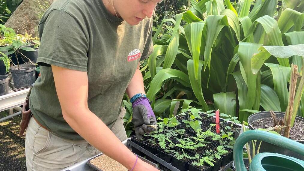Mujer propagando semillas en un invernadero en el Eden Project