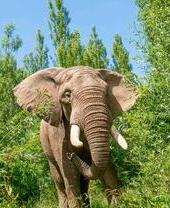 Un elefante tra i cespugli