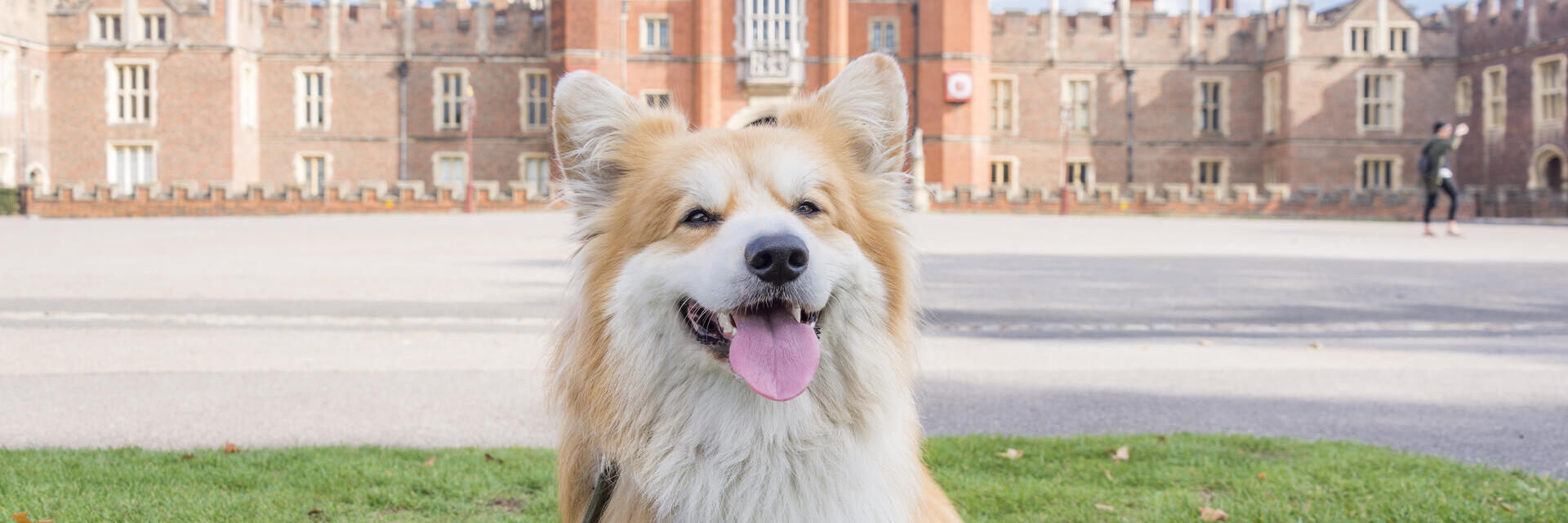 Dog sat on the grass in front of a large palace