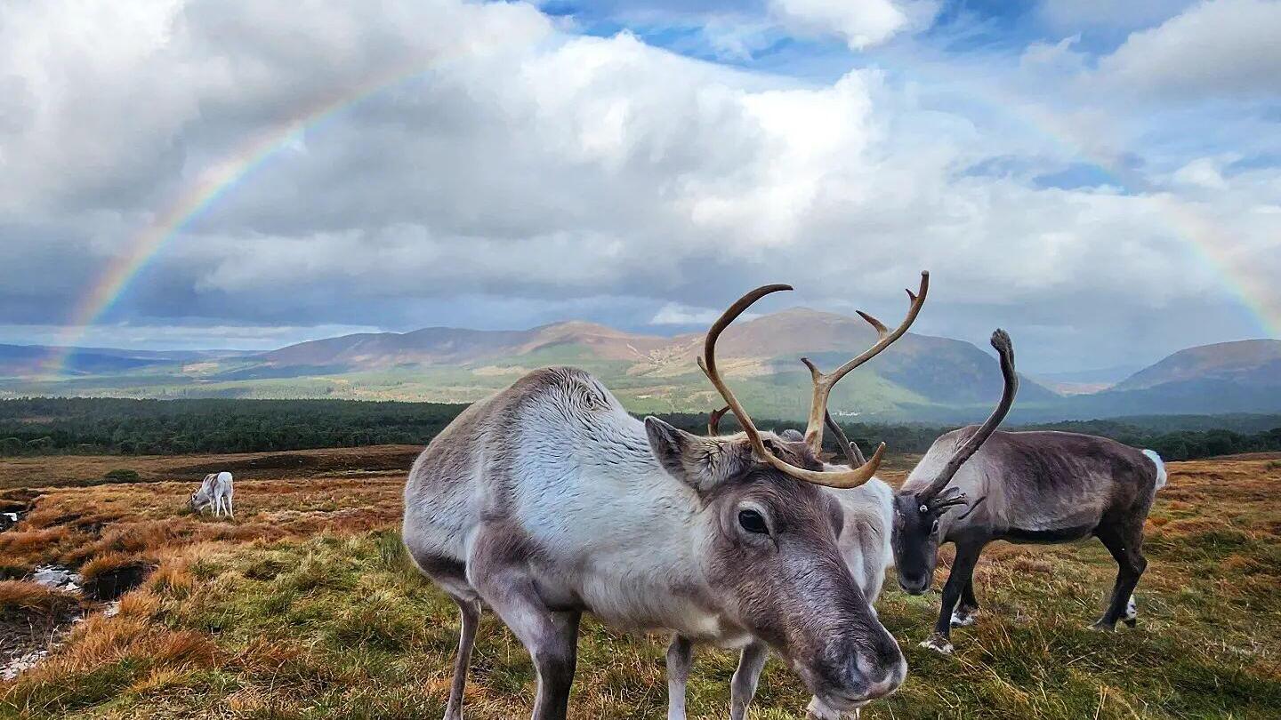 Deer enjoying winter-feed in the snowy Cairngorms