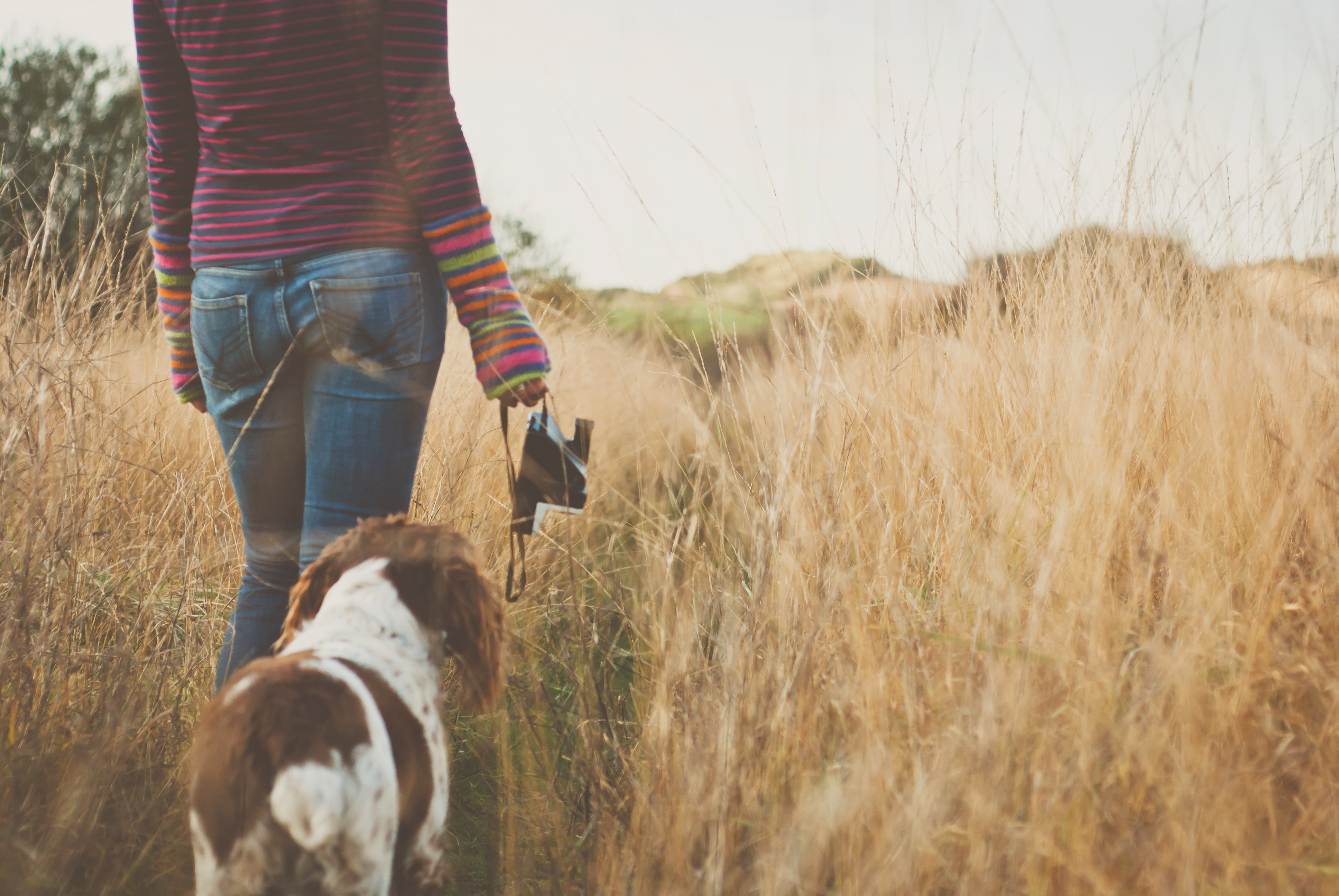 Woman and dog walking through tall wheatgrass.