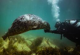 Easy Divers Lundy Dive Trip