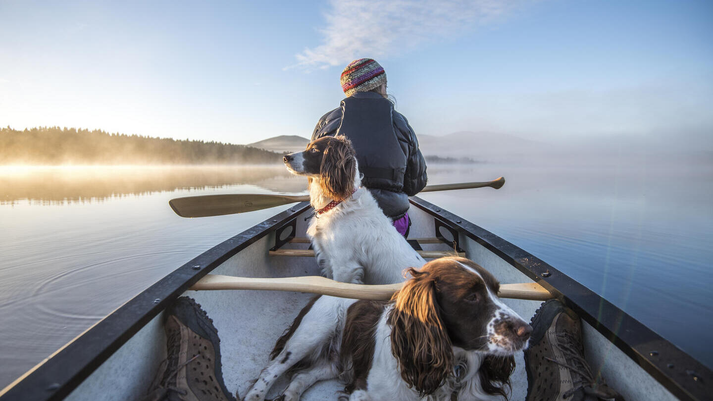 Woman in a rowing boat with two dogs on a lake
