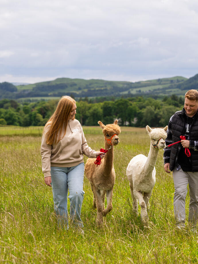 Man and a woman with two alpacas