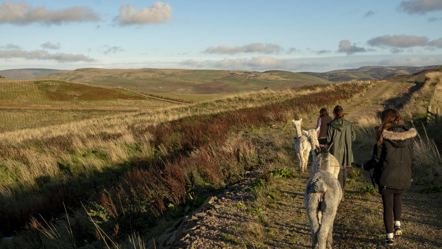 Un gruppo di trekking con gli alpaca sulle colline Cheviot