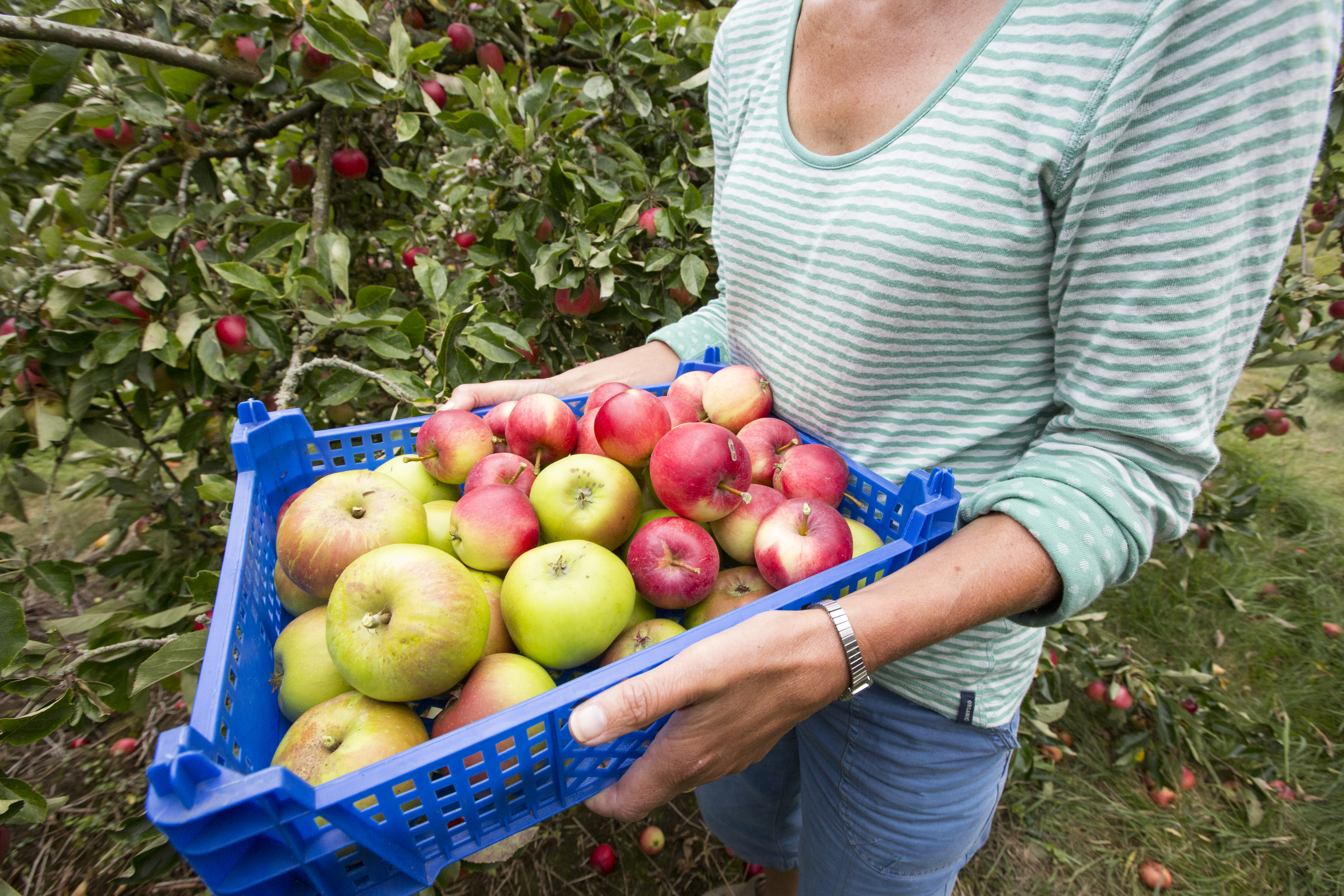 A woman picking apples growing in an orchard.
