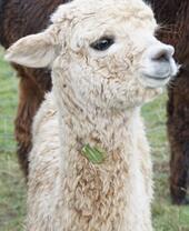 Portrait shot of a white baby alpaca.