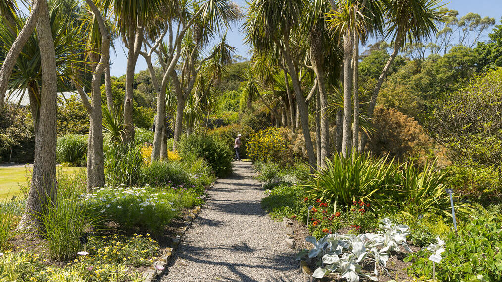 A pathway through a tropical garden.
