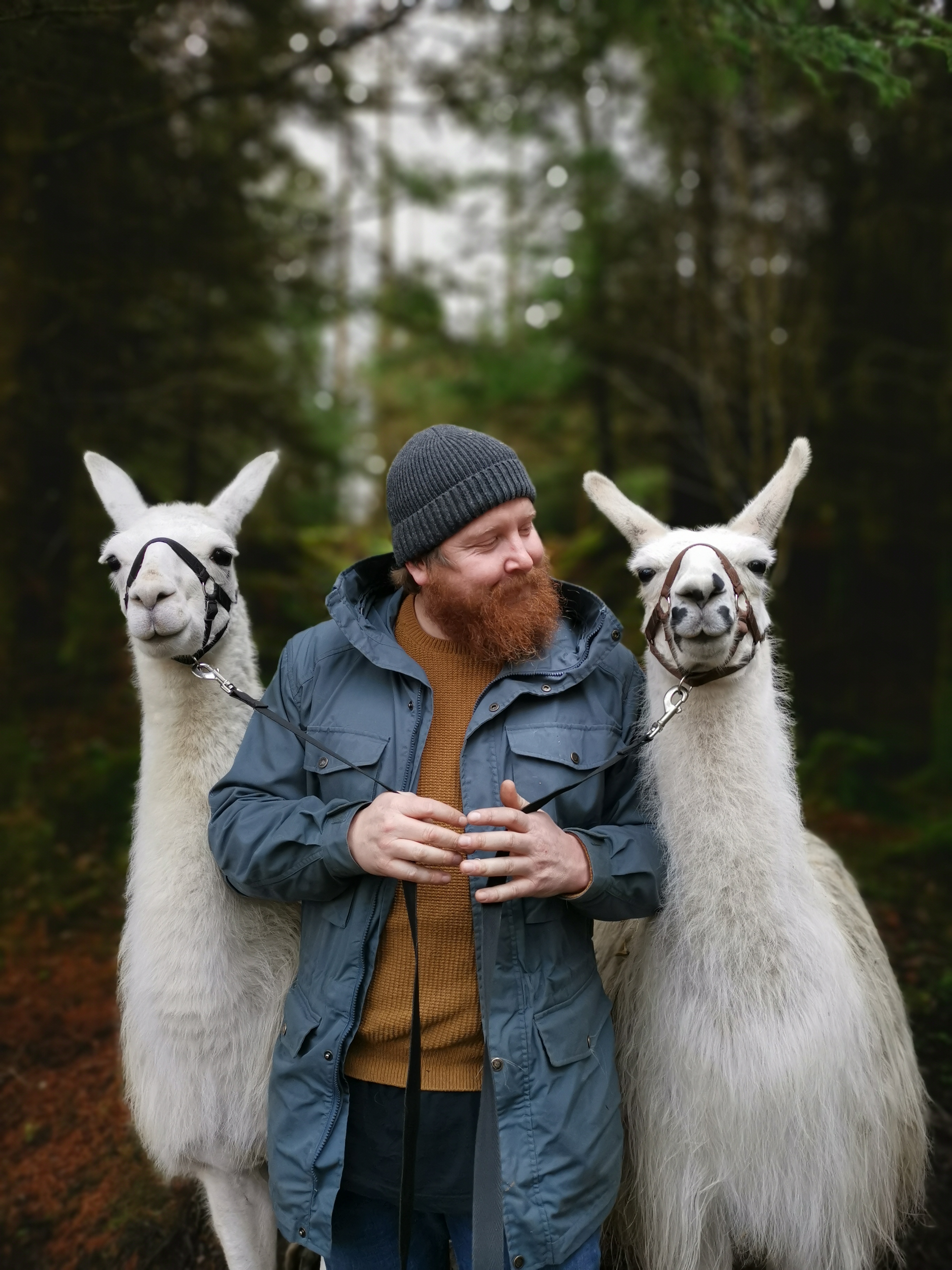 A bearded man wearing a wool hat holding two white alpacas