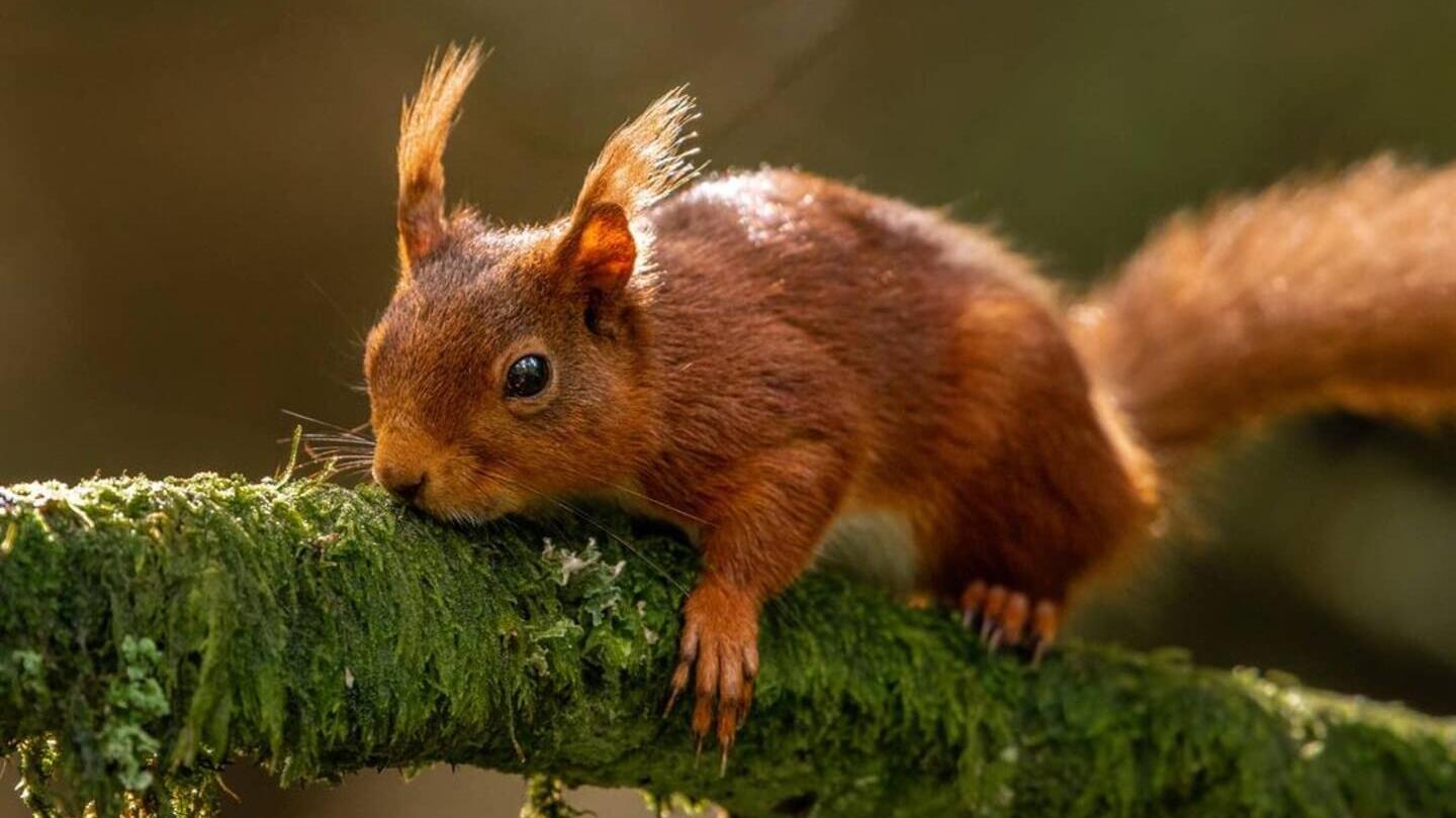 A red squirrel on a tree in the Yorkshire Dales
