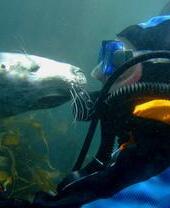 Un plongeur et un phoque sous l'eau au large des côtes britanniques.