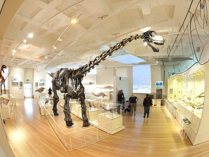 Una serie di fossili di dinosauro in mostra al Leicester Museum