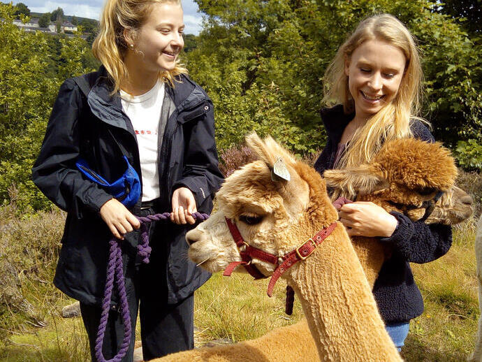 Two women leading an alpaca as part of a walking tour at Holly Hagg Community Farm in Sheffield
