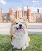 Dog sat on the grass in front of a large palace