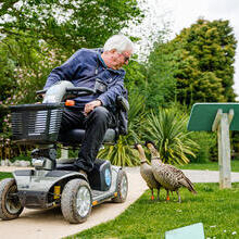 A man in a mobility scooter leans over to look at two birds by him on the ground. WWT Slimbridge Wetland Centre-