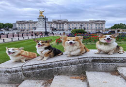 Four dogs sat on a stone wall near a palace