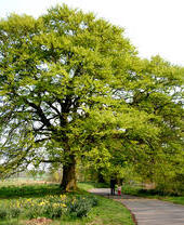 Un grand arbre offre un abri au-dessus d'un sentier dans un parc naturel.