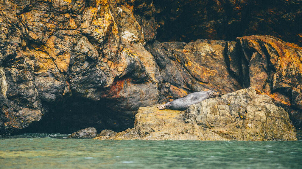 Ramsay Island Boat Trips