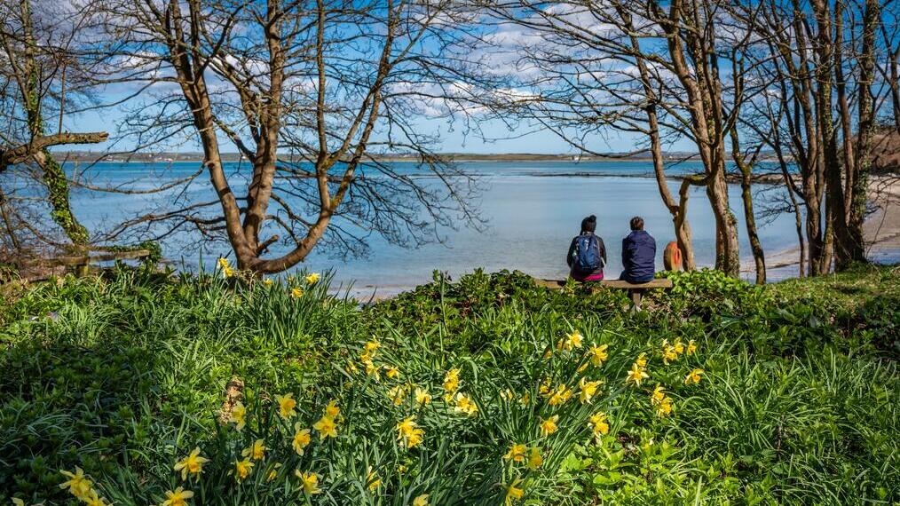 Un couple assis sur un banc de plage au milieu des jonquilles, admirant la baie d'un bleu limpide de la réserve naturelle de Penrhos, près d'Anglesey, au Pays de Galles