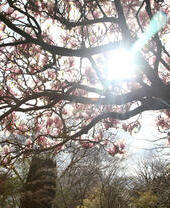 A blooming magnolia tree in a park