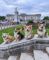 Four dogs sat on a stone wall near a palace