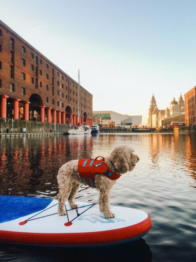 Cane con giubbotto di salvataggio su una tavola da paddle in acqua in un molo circondato da edifici