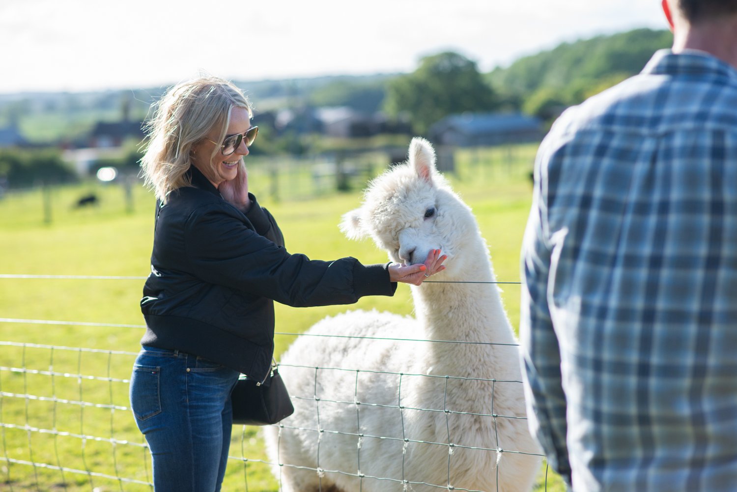 Woman feeding an alpaca