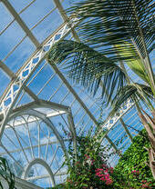 Victorian glass palm house with tropical plants and trees in Sefton Park, Liverpool.