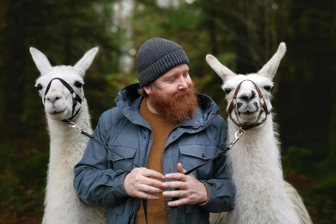 A bearded man wearing a wool hat holding two white alpacas