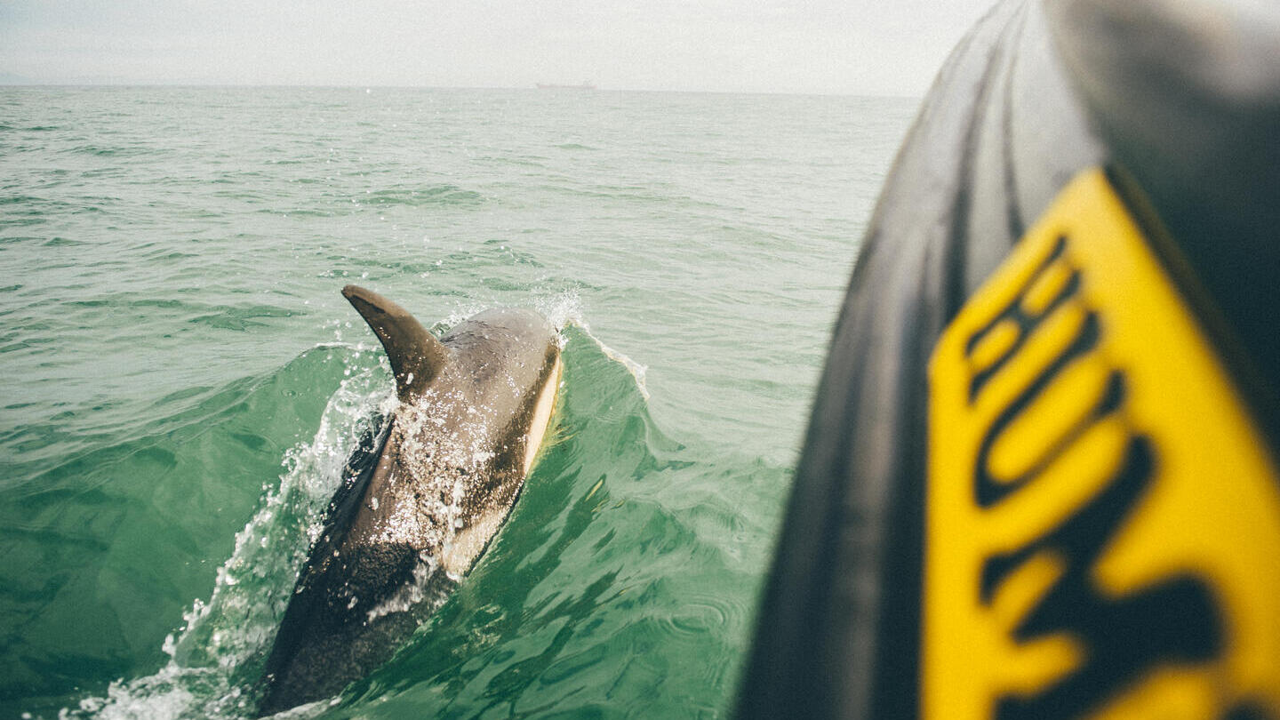 Ramsay Island Boat Trips