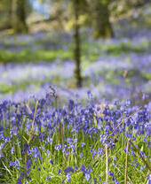 Campanillas de invierno en primavera en Inchcailloch, una isla del lago Lomond situada a poca distancia de Balmaha.