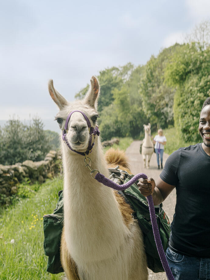 A man leads a llama on a country path 