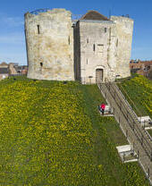 Narcisos en la Torre Clifford, York