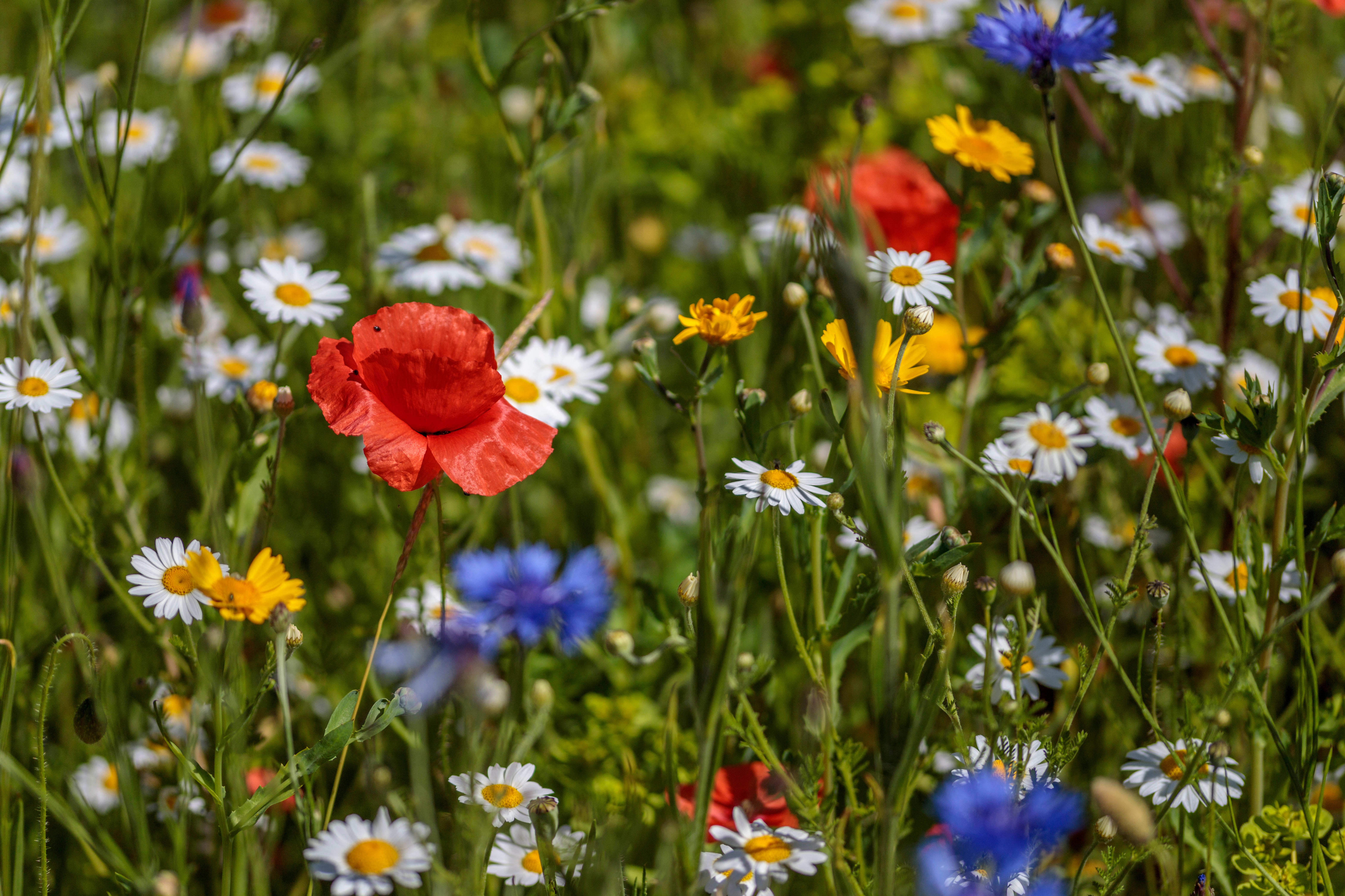 Wild flowers in the walled garden Helmsley, North Yorkshire
