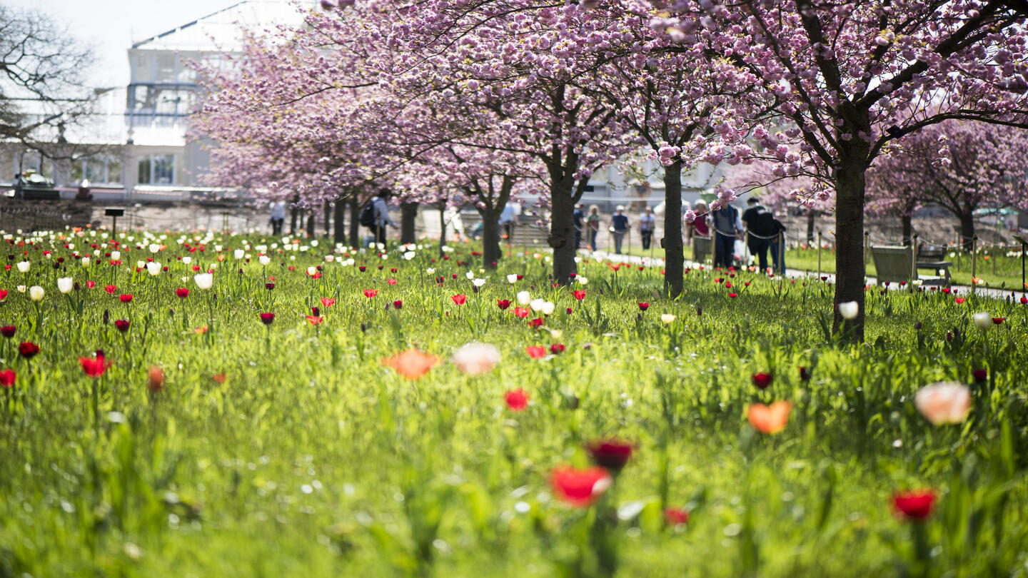 Row of Cherry Trees in blossom