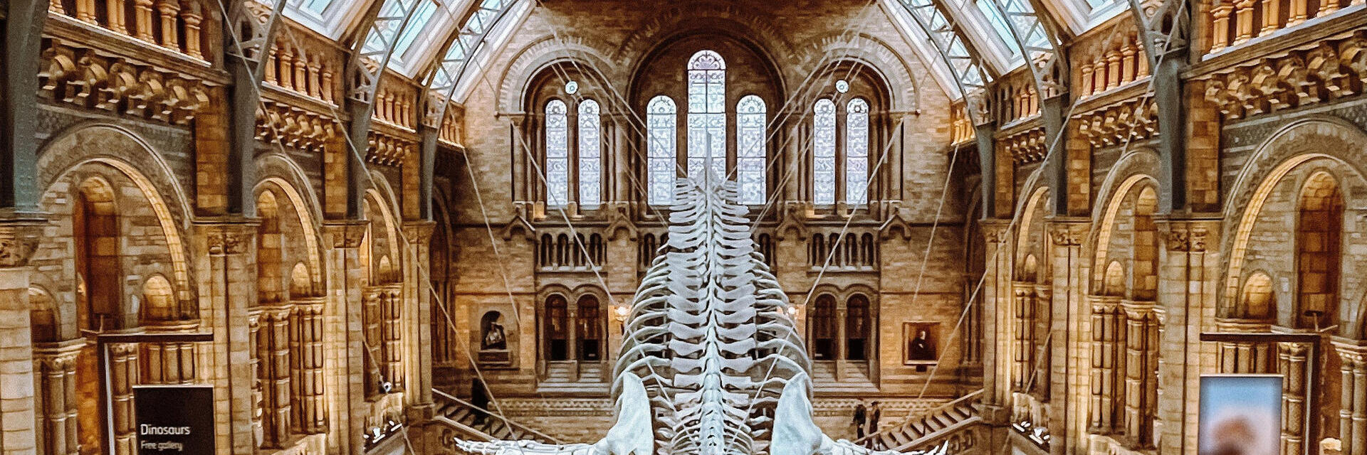 Großes Dinosaurierskelett hängt in einer großen Museumshalle mit hohen Fenstern und Decke.