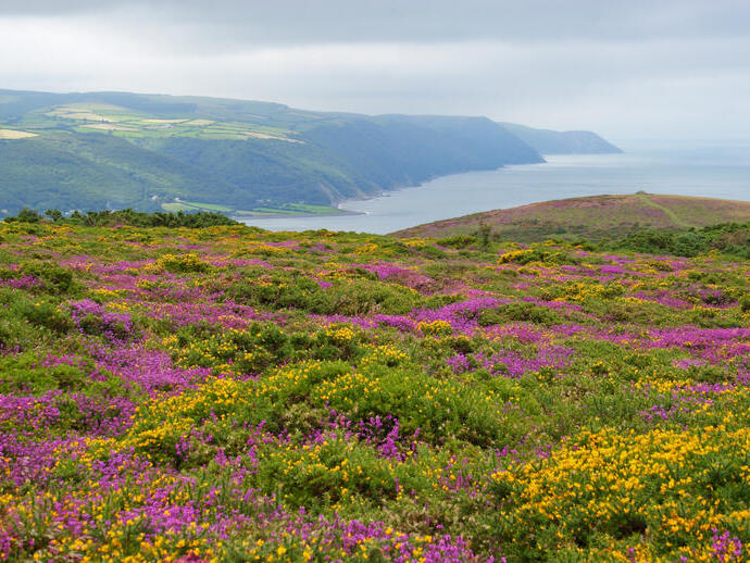 Blick über wilde Heide und Ginster in Richtung Küste