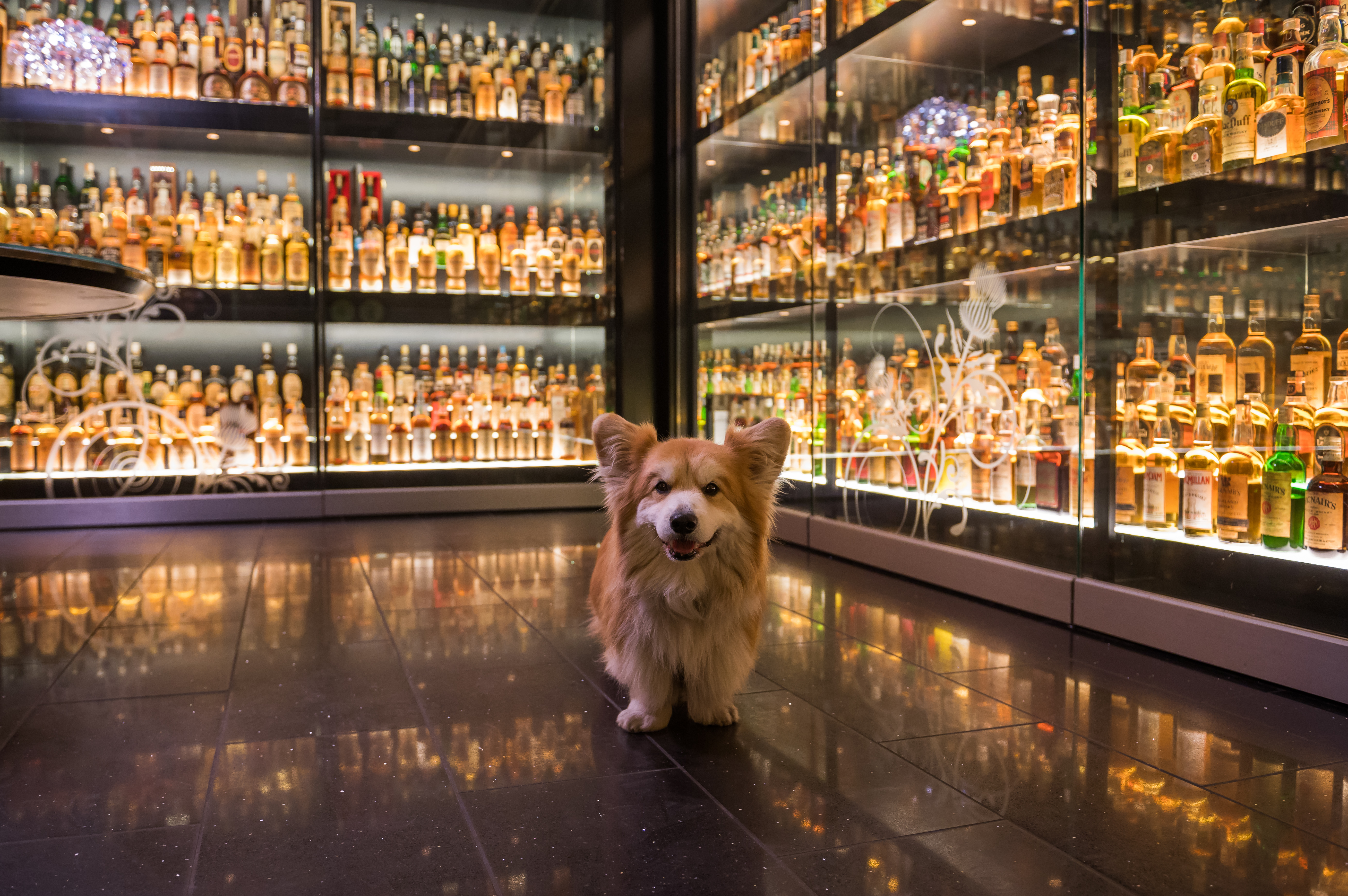 Dog standing in front of glass cabinets full of bottles of whisky