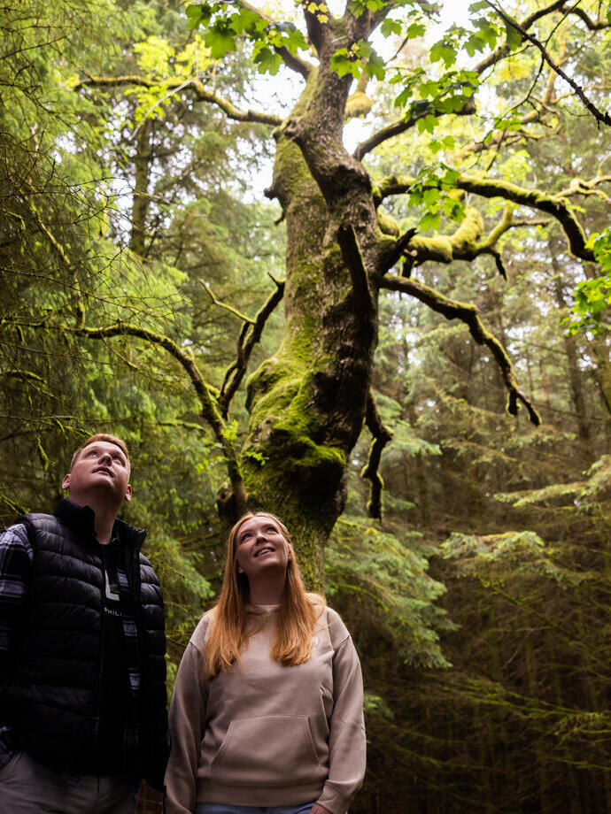 A man and a woman look up at the tall trees in a forest
